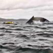 Terrifying moment dad watches whale swallow son whole then spit him out