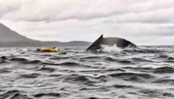 Terrifying moment dad watches whale swallow son whole then spit him out