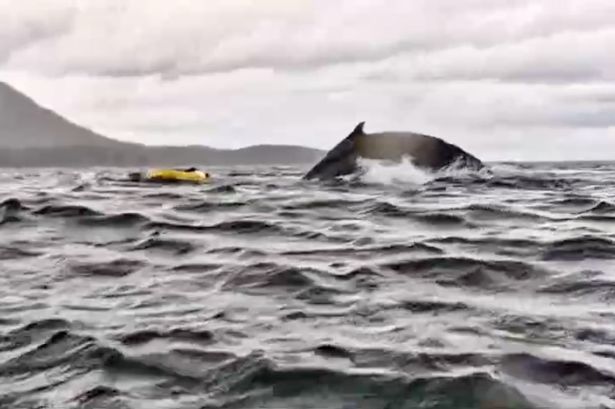 Terrifying moment dad watches whale swallow son whole then spit him out