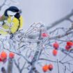 Tiere und Pflanzen im Winter: Jetzt ist mal Ruhe, oder?