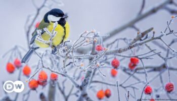 Tiere und Pflanzen im Winter: Jetzt ist mal Ruhe, oder?