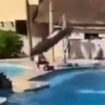 Tragic moment dolphin leaps to its death in front of families at infamous resort