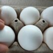 US egg prices hit record high – and there’s worse to come