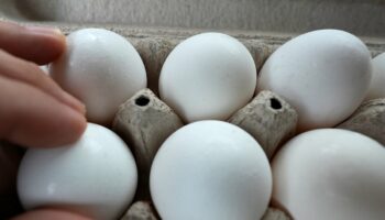 US egg prices hit record high – and there’s worse to come