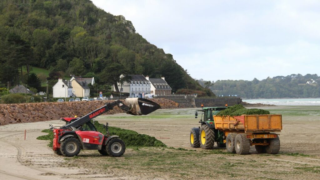 Une autopsie introuvable, l’État attaqué : les algues vertes au cœur d’un nouveau bras de fer en Bretagne