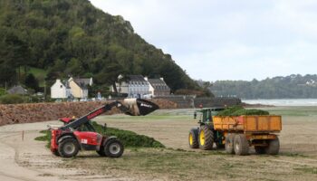 Une autopsie introuvable, l’État attaqué : les algues vertes au cœur d’un nouveau bras de fer en Bretagne