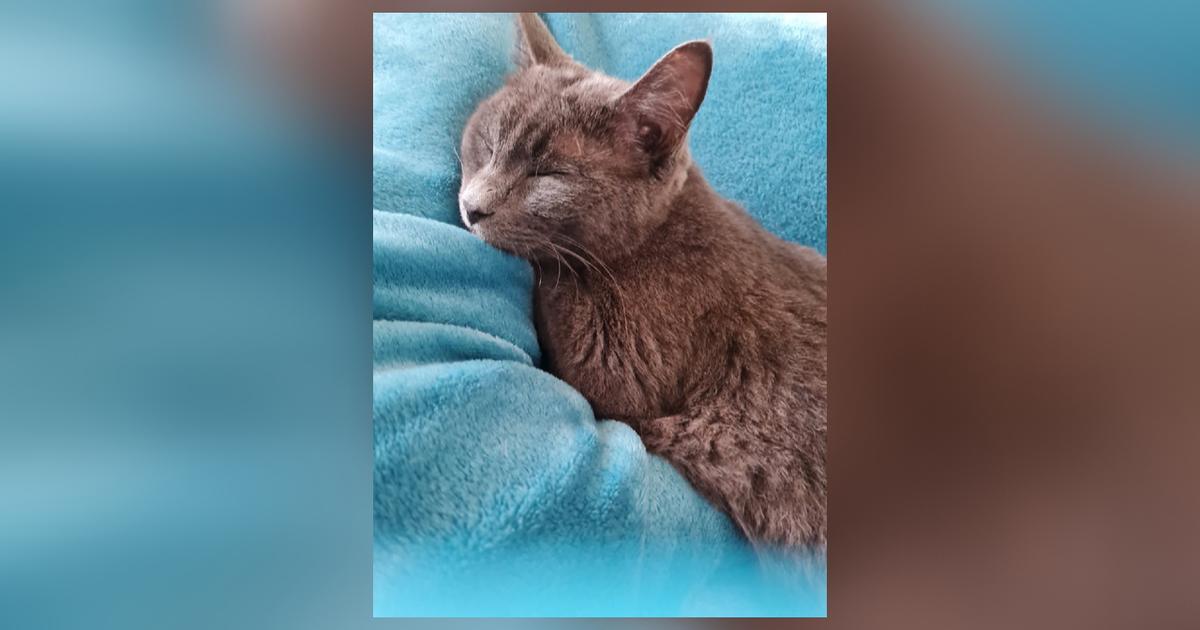 «Une avance de 100 euros par Paypal» : après la disparition de son chat, une Varoise ciblée par des brouteurs qui exigent une rançon