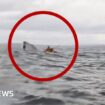 Watch moment man is swallowed by humpback whale