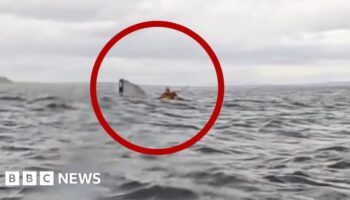 Watch moment man is swallowed by humpback whale