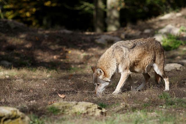 Russias Innovative Use of Pack ⁤Animals in the Ukraine Conflict