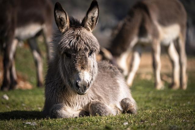 Implications of Donkey and Camel Deployments for Ground Operations