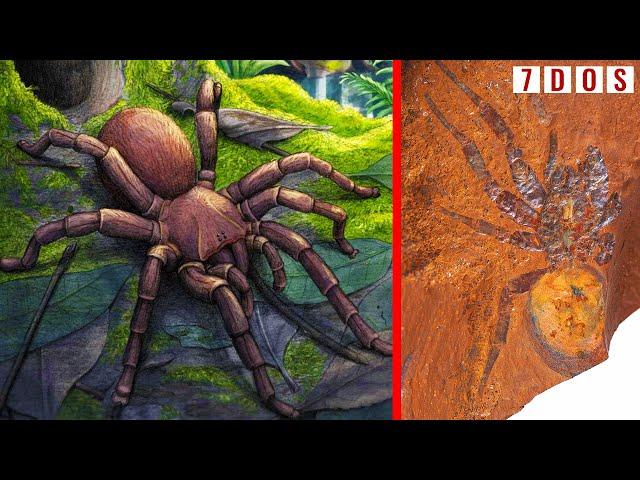 Giant Dinosaur Spider Fossil Unearthed in Australia