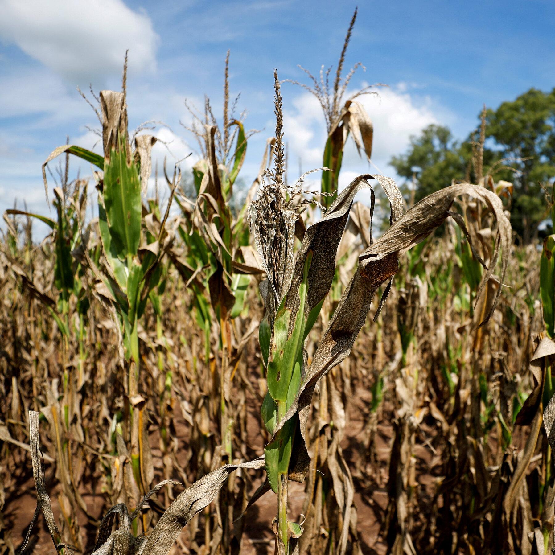 Argentina Faces Severe Drought⁢ Challenges Impacting Agriculture and Economy