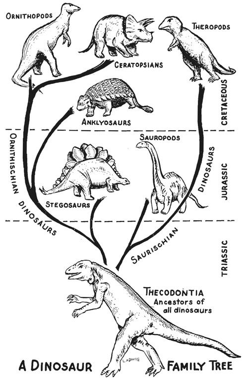 Implications for understanding Dinosaur Evolution