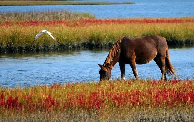 Russias Strategic shift: The Utilization of Horses in the Modern Battlefield