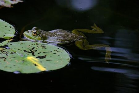 Hop to It! Roger Williams Park Zoo hosts FrogWatch USA training – What’sUpNewp