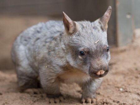 US tourist filmed running off with baby wombat flees Australia after visa threat – ABC7 Los Angeles