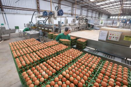 Brazil egg exports soar amid stronger U.S. demand – Yahoo Finance