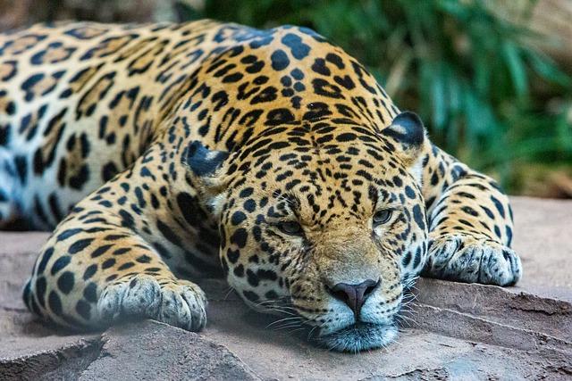 Conservation Efforts and Challenges in Protecting Jaguar Populations