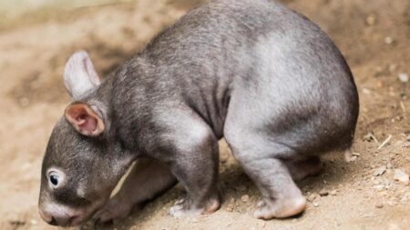 US influencer breaks silence after snatching baby wombat from its mother, lashes out at Australian government – New York Post