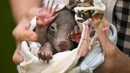 Influencer who sparked outrage by separating baby wombat from mother defends herself – USA TODAY