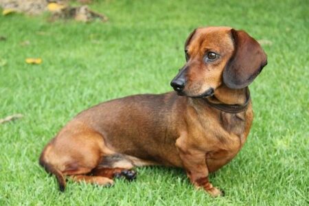 Parade of 897 wiener dogs breaks Guinness World Record in Germany – UPI News