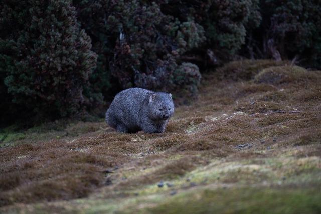 Sam Jones: US influencer who snatched baby wombat has left Australia – BBC.com