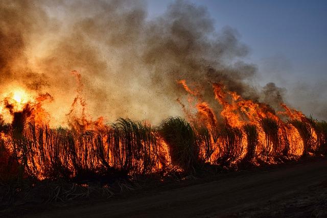 Impact of Wildfires ‍on Local Ecosystems⁢ and communities