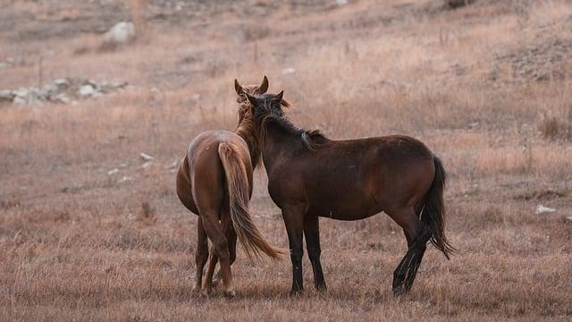 Future Implications: Assessing the Effectiveness and Sustainability of Equine Units