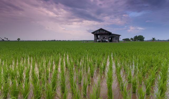 Impacts of Japans Rice Tariff ⁤on⁣ American Farmers and Global Markets