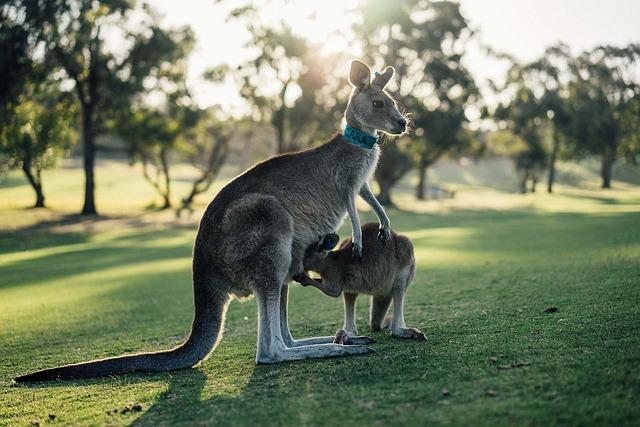 Future⁣ Strategies ⁤for Navigating Australia’s Content Regulations