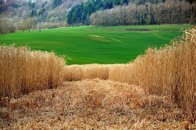 Innovations in Biomass Utilization for Sustainable Aviation