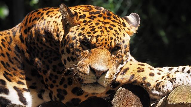 Cultural Significance of ⁢Jaguars in Local⁢ Communities