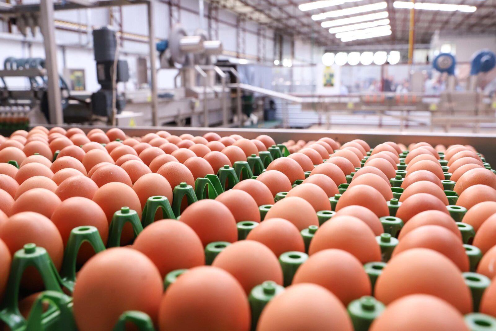 Brazil egg exports​ soar amid stronger U.S. demand -‍ Yahoo Finance