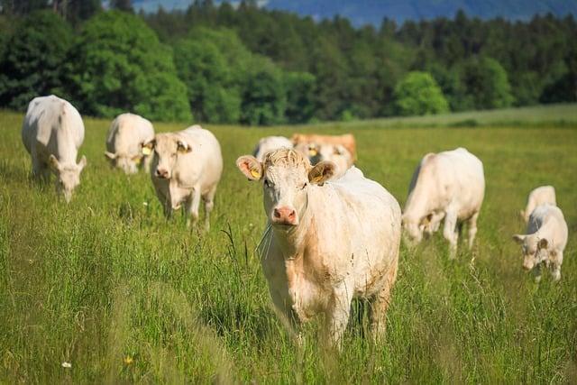 Argentinas Decision ⁣to resume live Cattle‍ Exports and ‍Its Impact on the Beef Industry