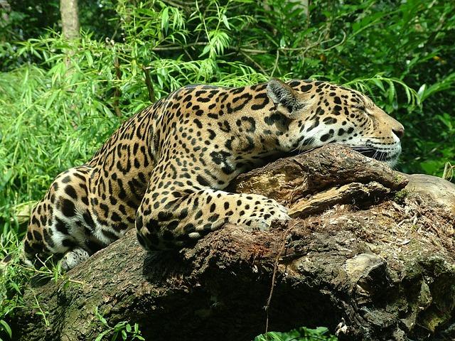 Exploring⁢ the Habitat of Jaguars and‌ Their Ecosystem Impact