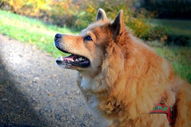 Creating Inclusive Environments: Implementing Effective Therapy Dog Programs on Campus