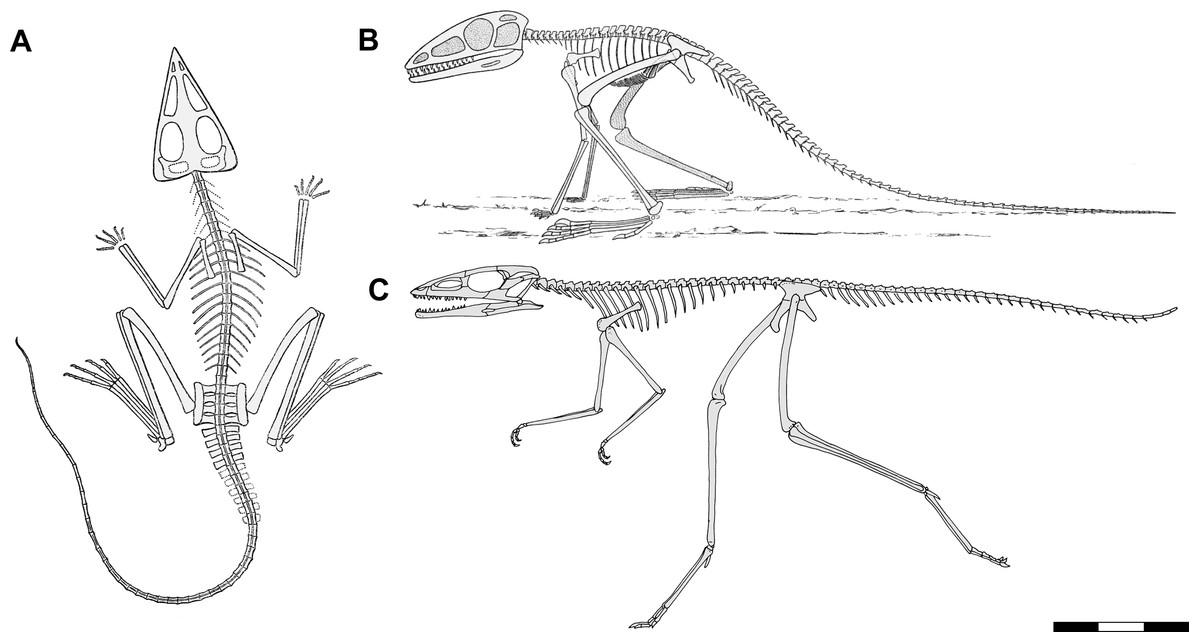 Implications for Triassic Ecosystems: Understanding the Role of Archosauriforms